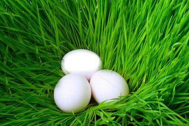 Chicken coops and hen houses. Great deals and accessories for poultry housing