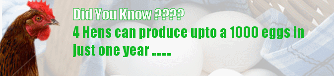 Chicken housing and hen hosues are essential to keep your chickens production rate strong